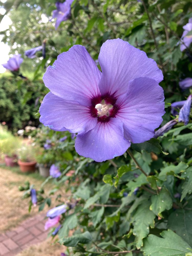 Blue violet large flower with magenta center