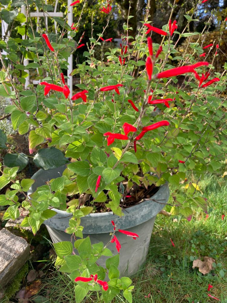 Tangerine sage, long tubular flowers with trailer, green leaved stems