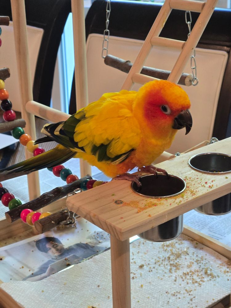 A sun conure sitting at s food bowl on a small perch 