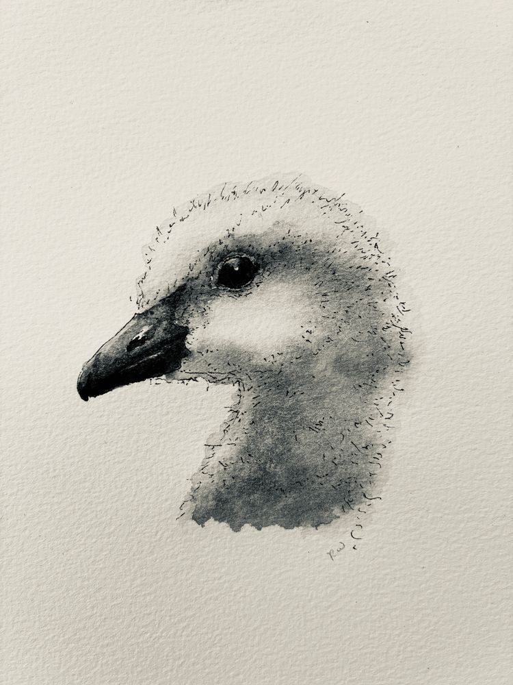 Watercolour of fluffy gosling head, looking to left, with black beak and dark eye, pale grey fluff everywhere else.