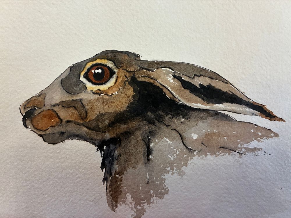 Watercolour and ink of hare looking to left, ears back across neck.