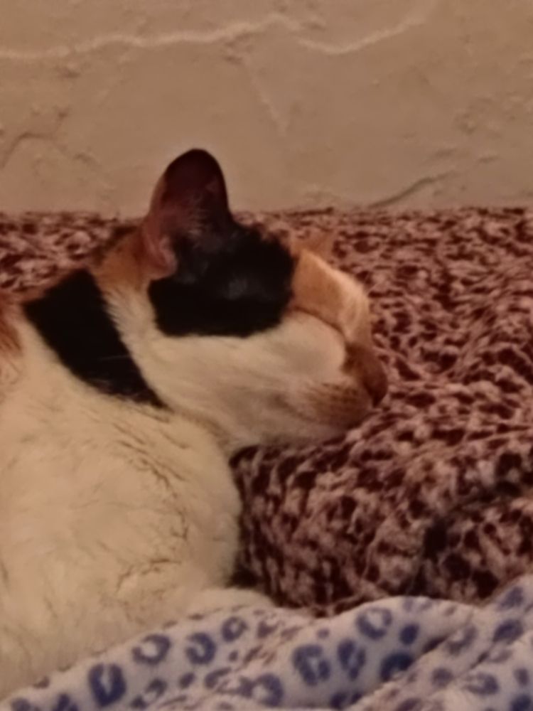 Foto d'un gat tricolor dormint sobre un llit, amb el cap descansant sobre el meu peu que està baix de mes mantes