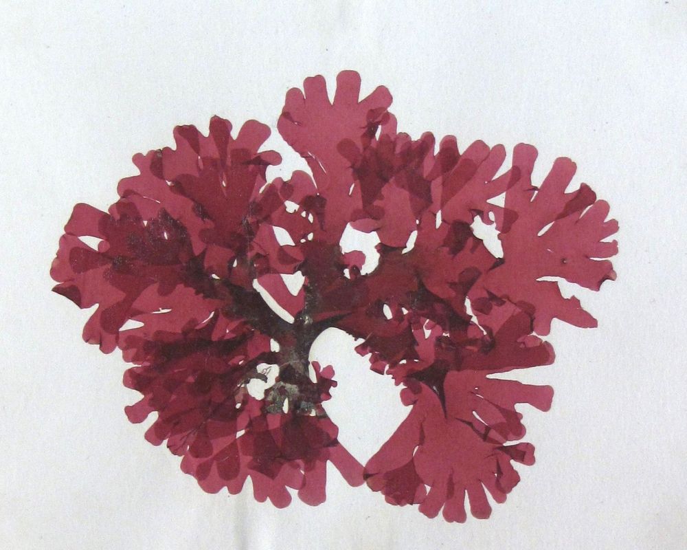 Pressed fan-shaped red algae with branched blades