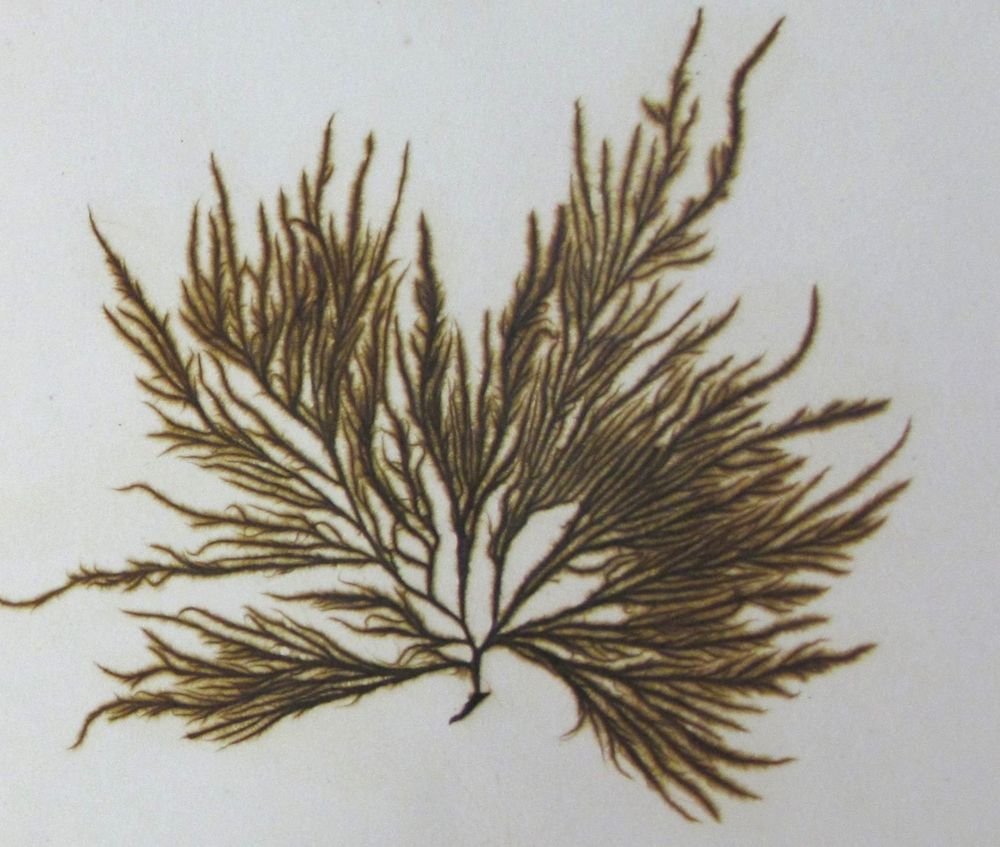 Pressed green algae with long fronds