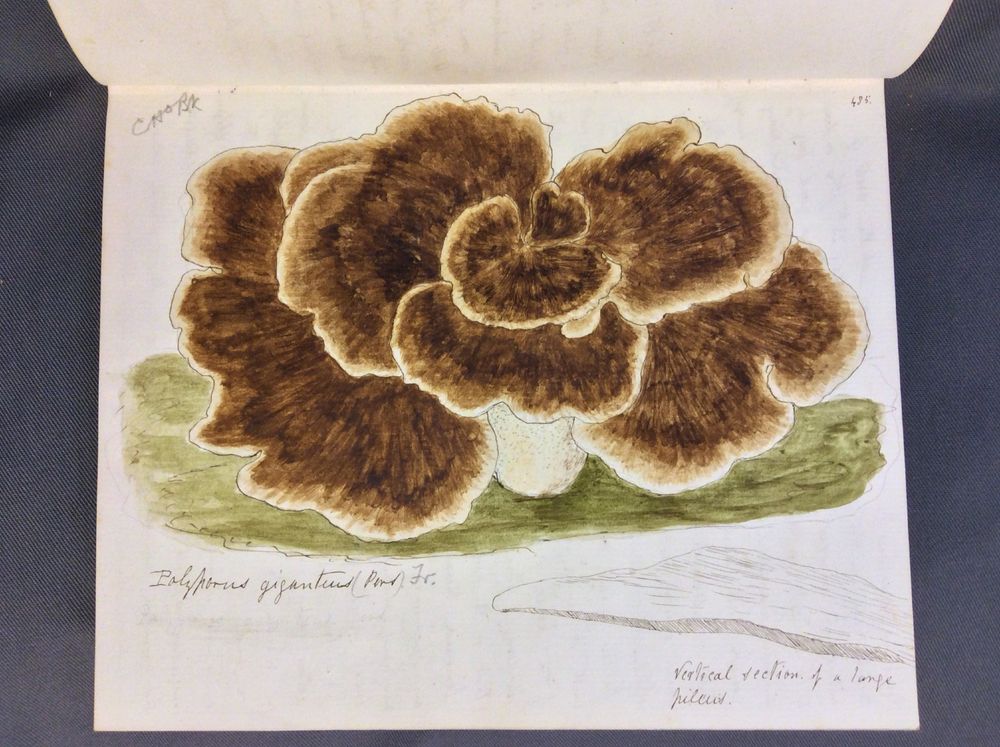 Opened notebook to a full-page water-colour illustration of a giant polypore fungus, painted in shades of brown. Includes some notes underneath.