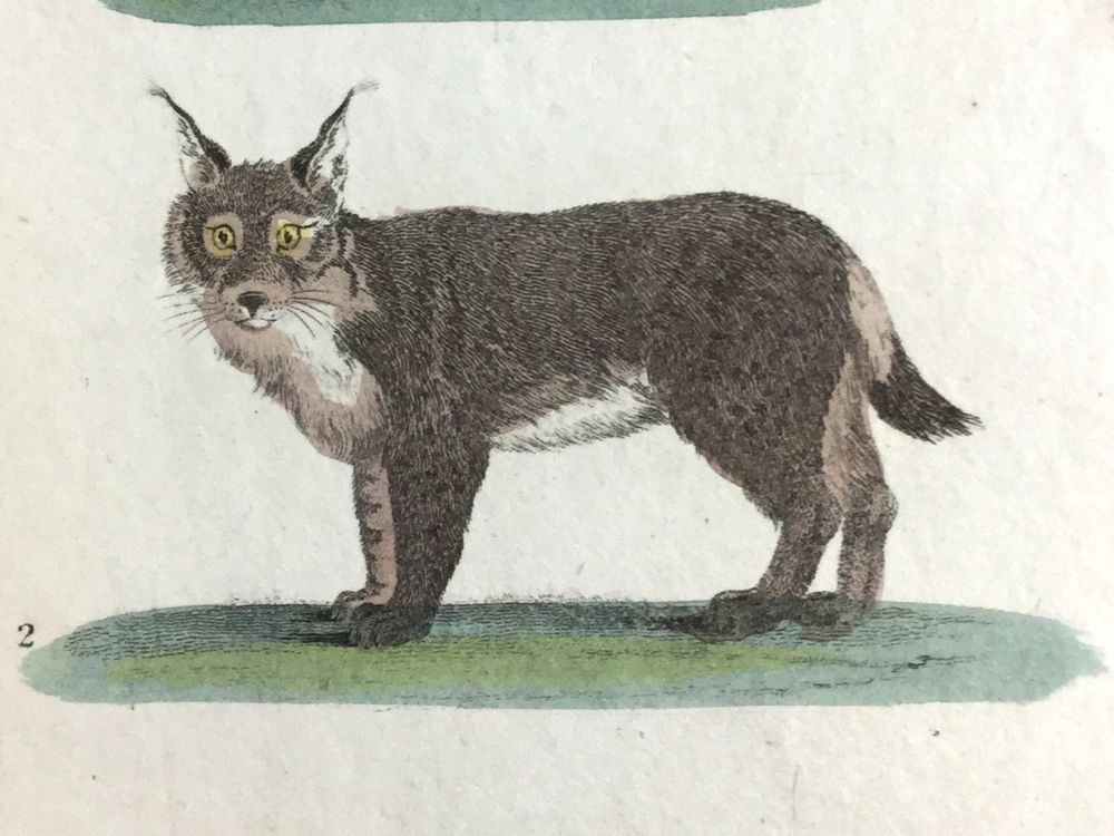 Cropped image from a book showing a colour illustration of a lynx in side profile, standing on a patch of grass. It has four legs, a thick greyish-brown coat (with some lighter patches), and a short stubby tail with a black tip. Its most distinctive feature is its long ears, which are pointed upwards and have tufts of black hair at the tips. Its head is turned towards you, and it is staring at you with startled yellow eyes!