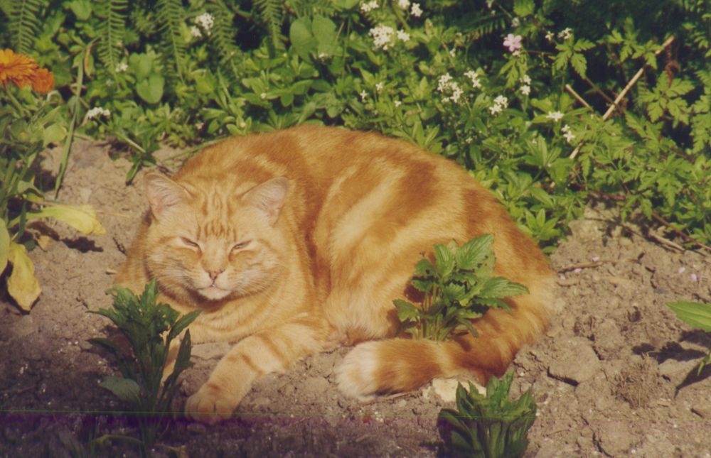 Colour photograph of a large ginger tabby cat lying in bright sunshine in a flowerbed. His tail is hooked around a small plant. He is looking towards the photographer with his eyes half closed.