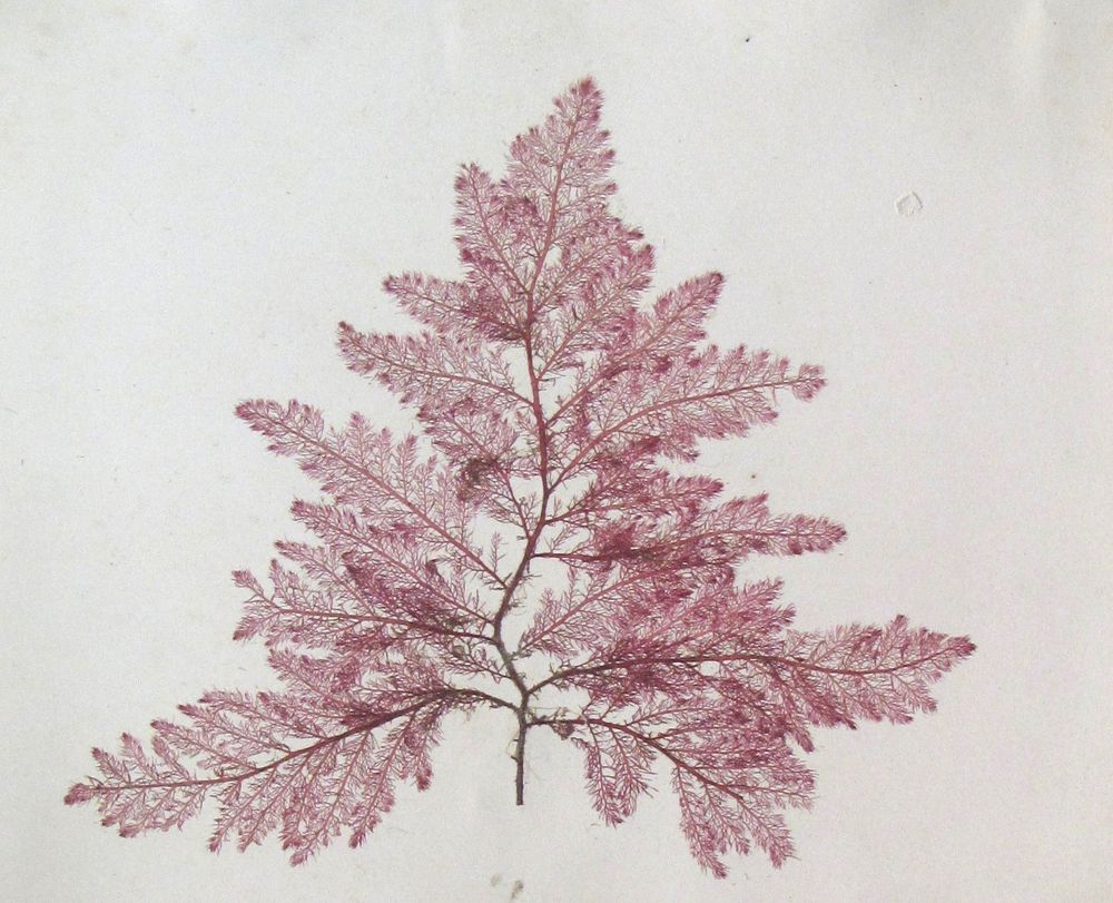 Pressed delicate red algae with intricate branches