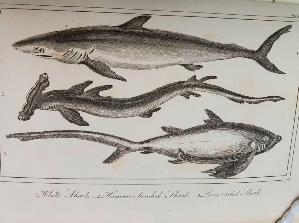 Opened page of a work showing three illustrations of sharks in side profile. At the top is a 'White Shark', underneath is a 'Hammer headed Shark' and at the bottom is a 'Long tailed Shark'. 
