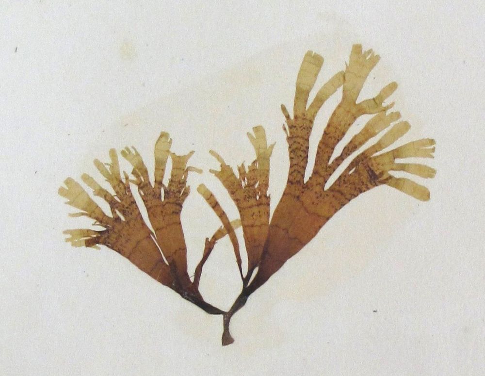 Pressed brown algae with thick branches
