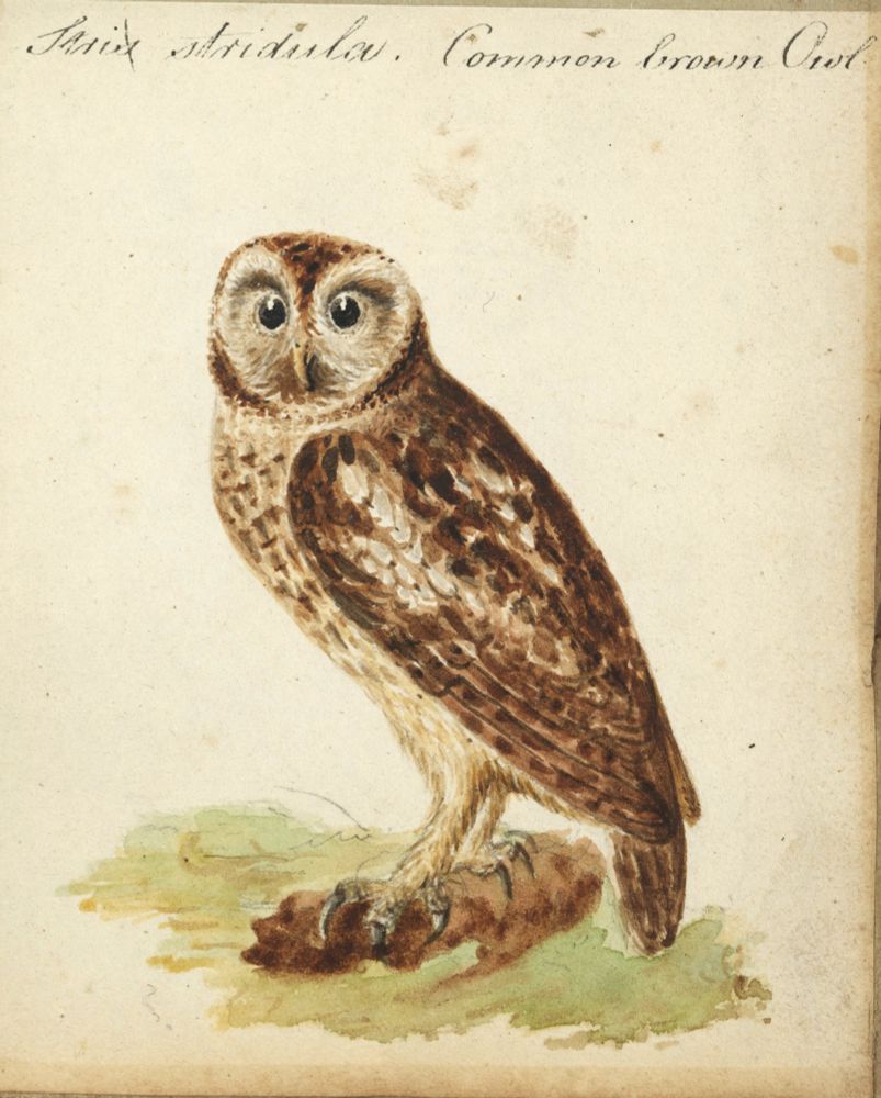Watercolour painting of an owl sitting on a log, captioned 'Strix stridula. Common brown Owl'.
