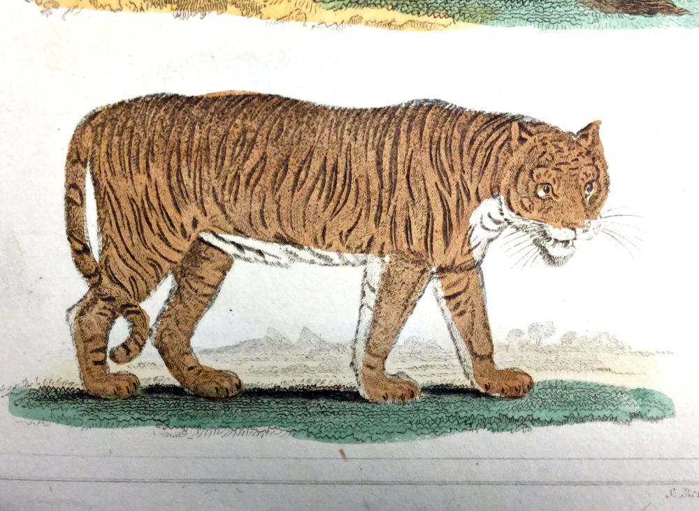 Colour illustration of a tiger in side profile, walking on grass. Decorated in shades of orange, white, black and green.