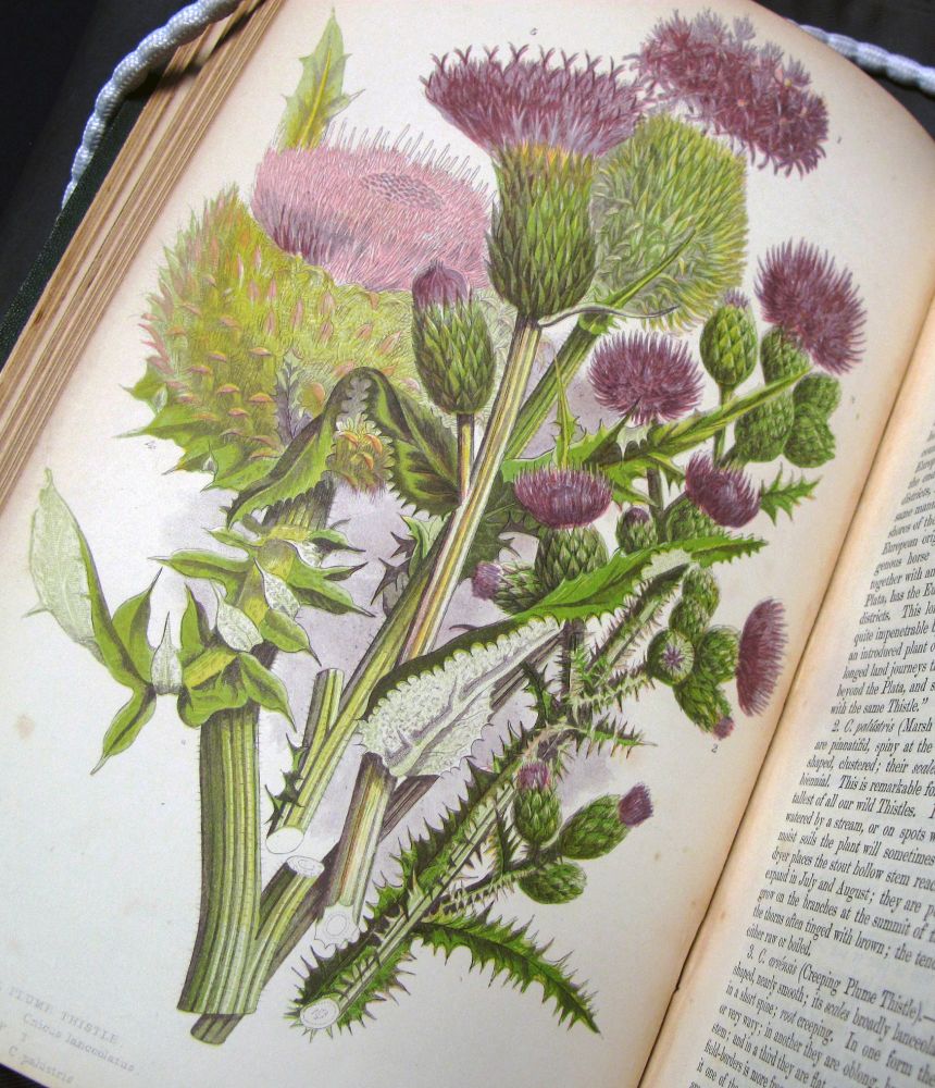 Cropped image of an opened book with text on the right hand page but focusing on a full-page colour illustration of spear thistles, marsh thistles, creeping thistles and woolly thistles on the left hand page. The illustration uses shades of purple, yellow and green.