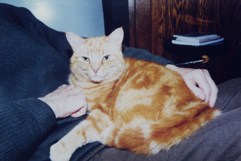 A ginger tabby lying comfortably on Charles Causley's (face not visible) lap.
