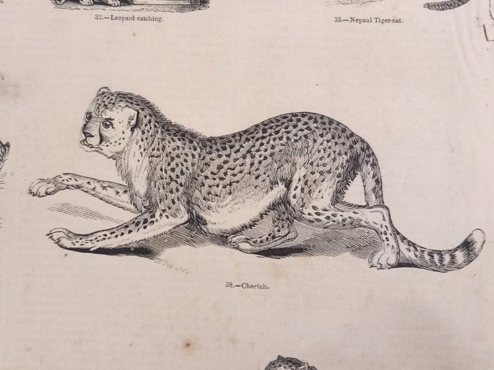 Engraving of a cheetah in side profile, slightly crouched as if about to pounce!