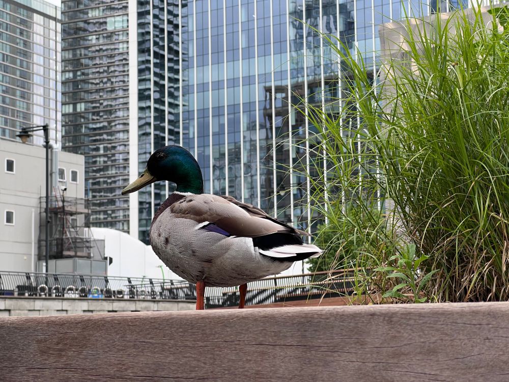 Quack