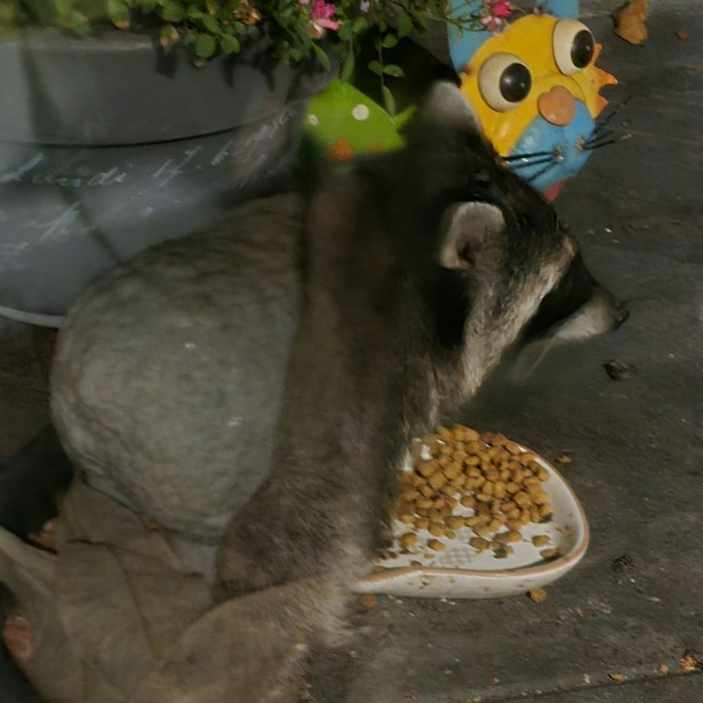 Ein mitteldicker Waschbär bedient sich am Katzenfutter