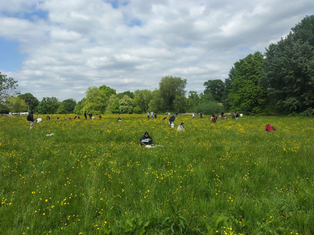 Students using white sweep nets in a meadow of grass and buttercups with trees beyond 