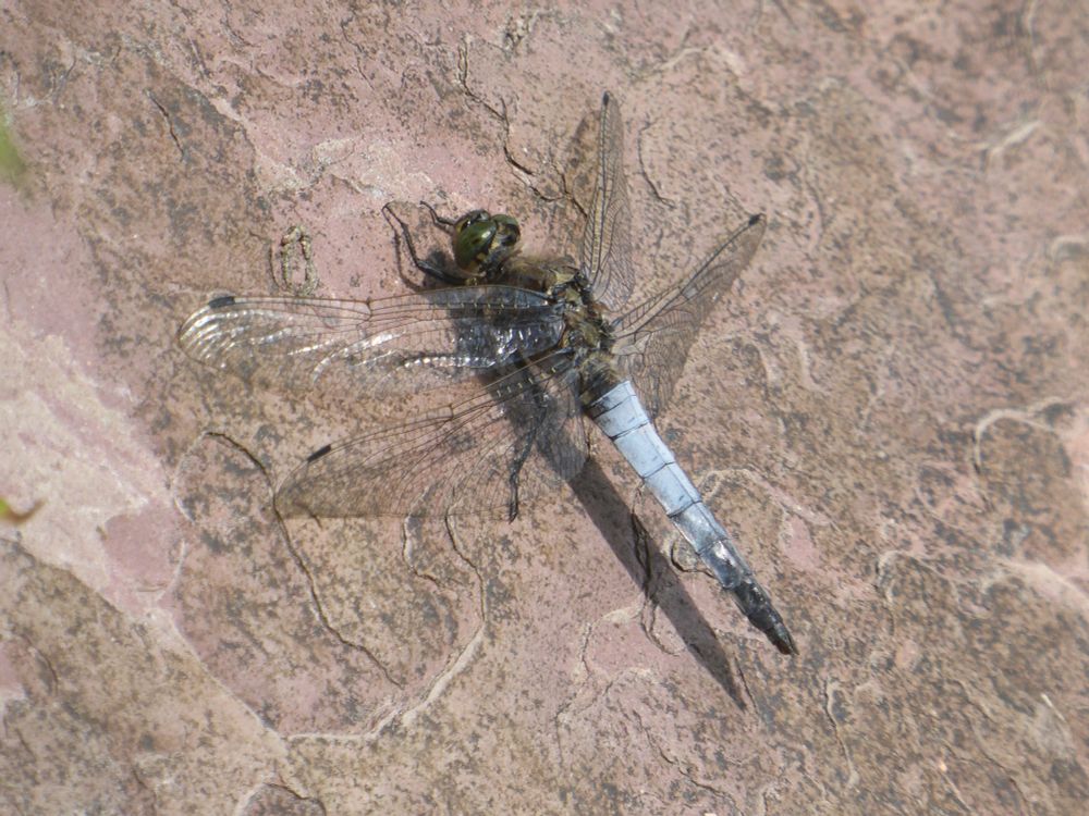 A Black-tailed Skimmer (dragonfly with green eyes, blue abdomen with a black tip) sitting in sunshine on a reddish rock