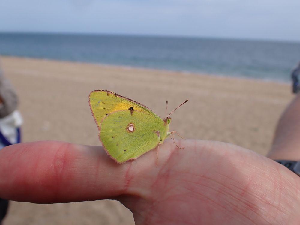 Clouded Yellow