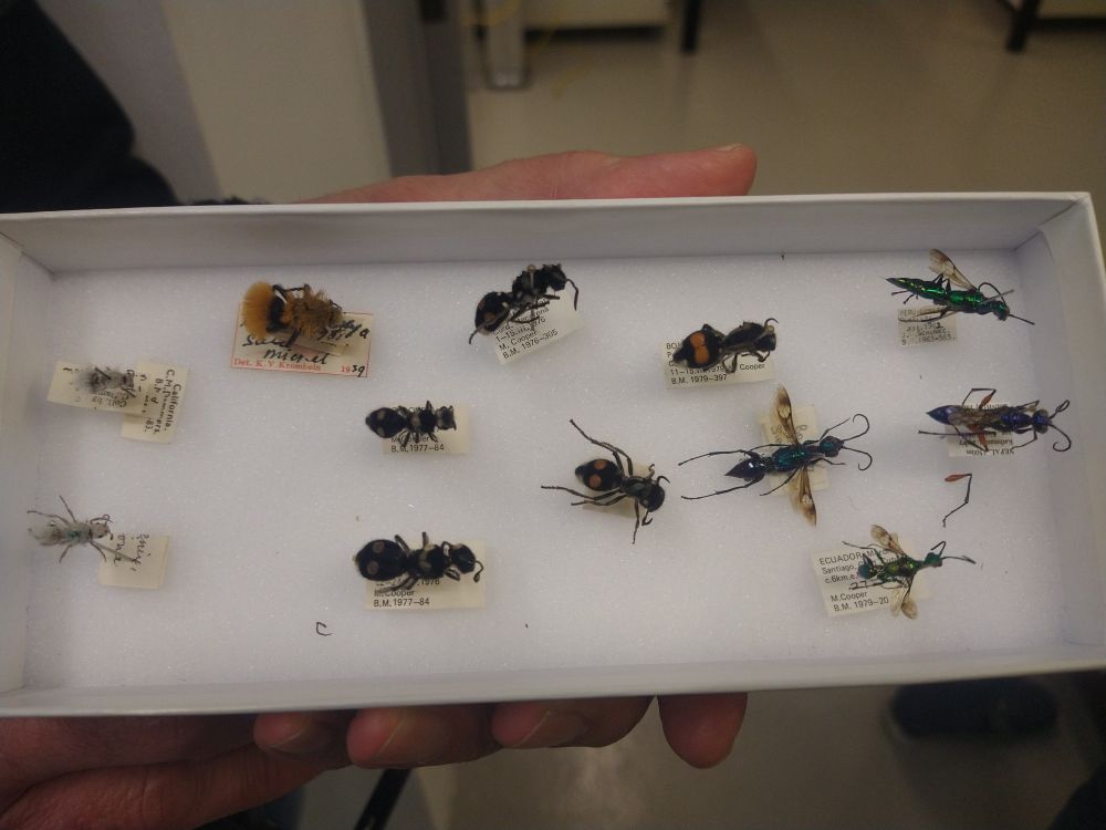 A box of pinned Velvet Ants and Cockroach hunting wasps.