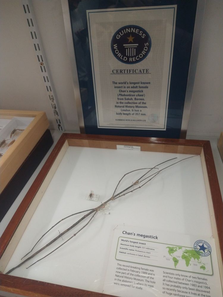 A specimen of 'Chan's Megastick', the world's longest insect 