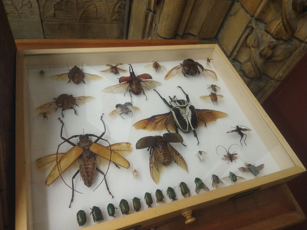 A tray of large beetles