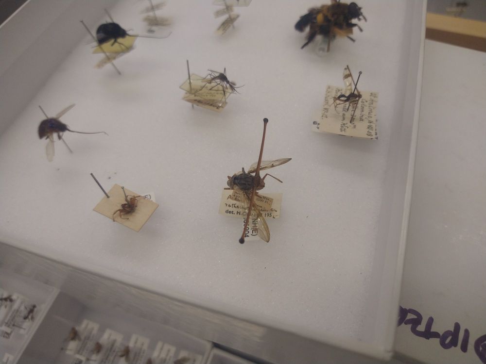 A stalk-eyed fly