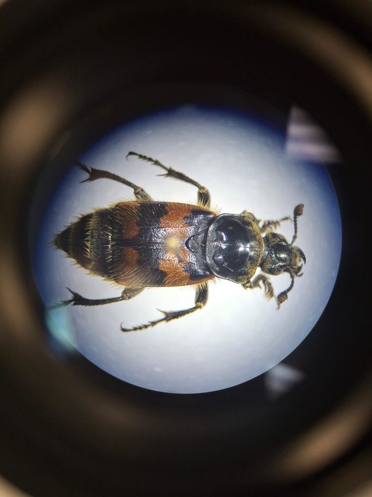 Pinned specimen of a burying beetle - an orange and black beetle with yellow hairs 