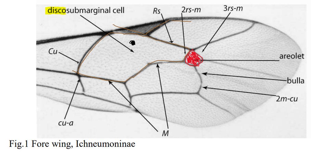 Image shows an annotated wing of an ichneumon wasp scribbled over with the outline of Rudolph the red-nosed reindeer's head
