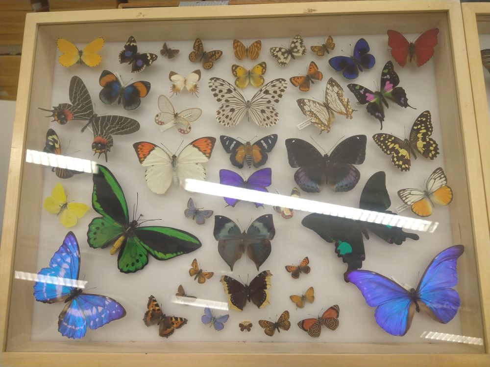 A case of fabulously coloured and patterned lepidoptera