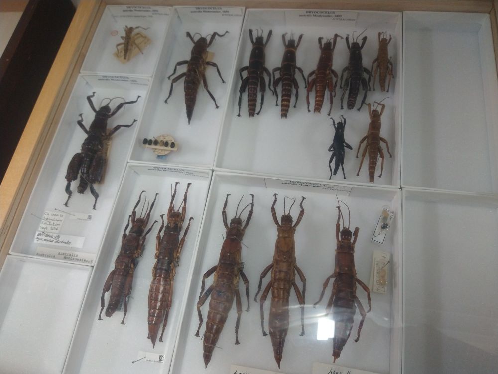 Specimens of Lord Howe Island Stick Insect which was rediscovered and saved from extinction 