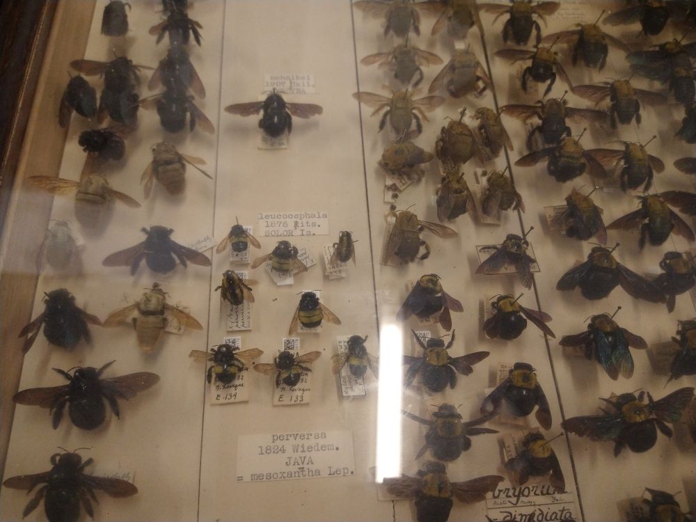 A tray of pinned carpenter bees 