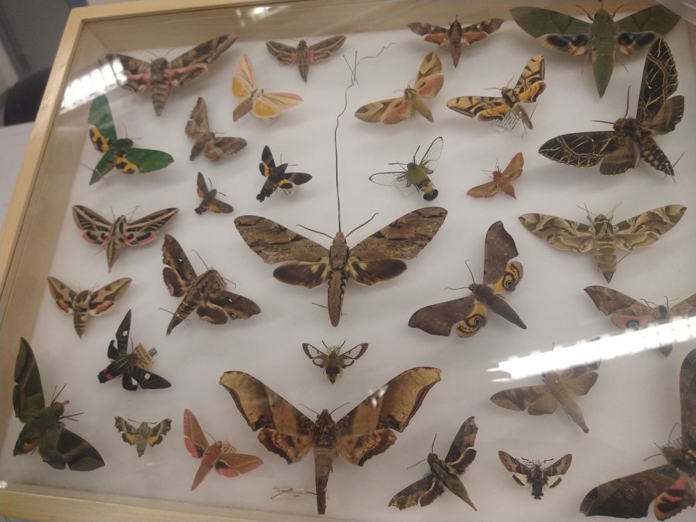 A case of fabulously coloured and patterned lepidoptera