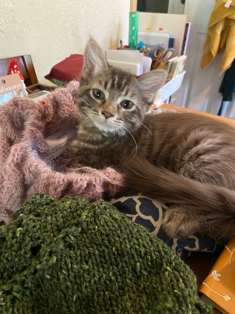 A brownish gray kitten lays on a pile of knitting on a very messy table. Her front paws are buried in a knitting project and she looks up at the camera.