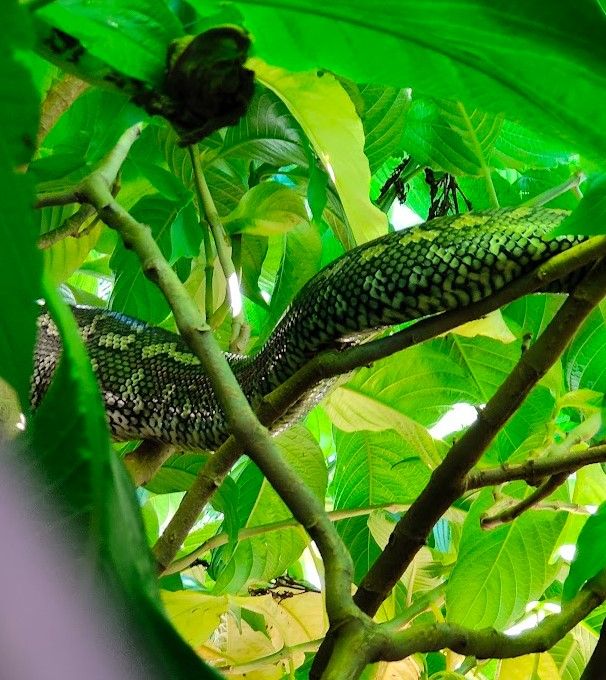 A carpet python under a leafy canopy in Brisbane Australia.