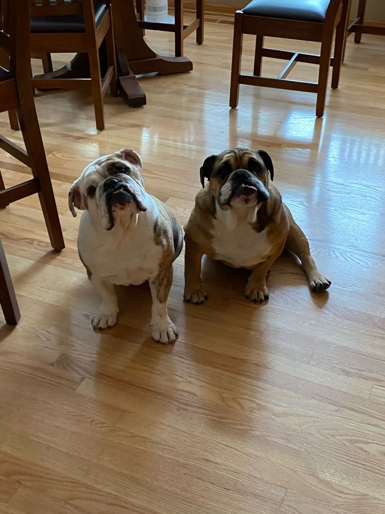 Two bulldogs, Claire (brindle), and Jamie (brown and white).