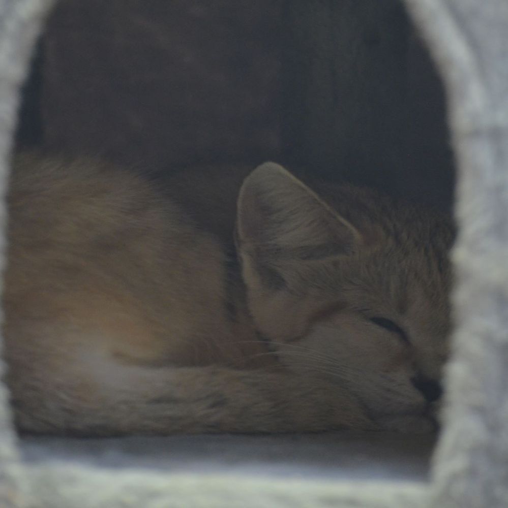 Photo of a fennec fox sleeping in an enclosure