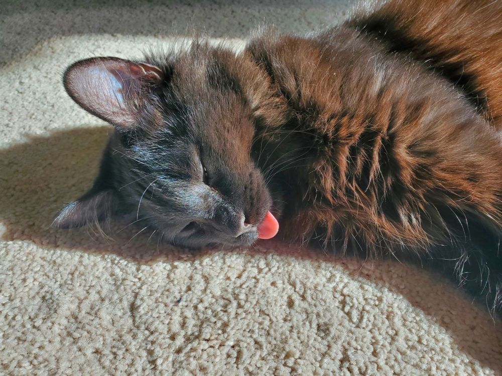Photo of a black kitten sticking its tongue out slightly (blep)