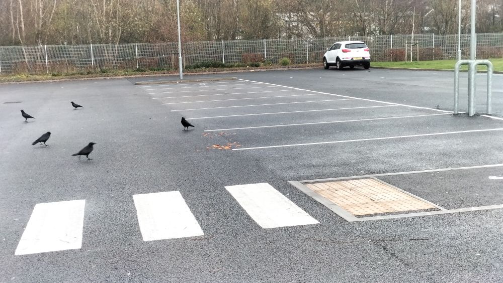 Carrion crows circling some orange food in a car park. There was a very brave pied wagtail tryna get in there too. 