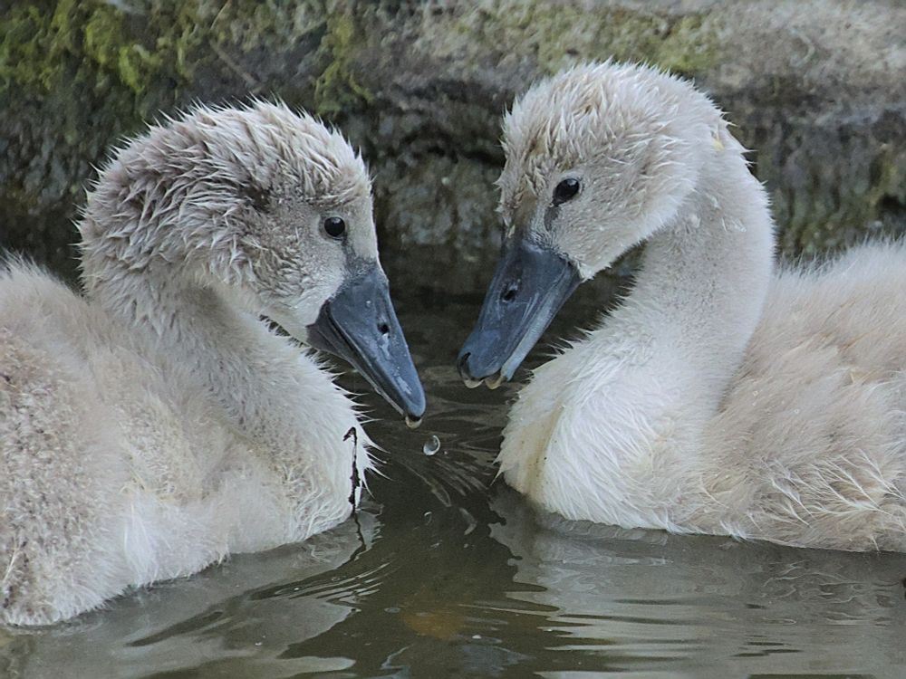 Cygnets.