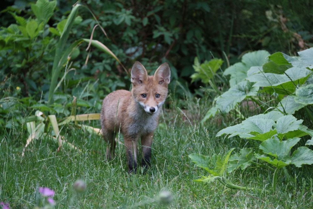 Fox cub.