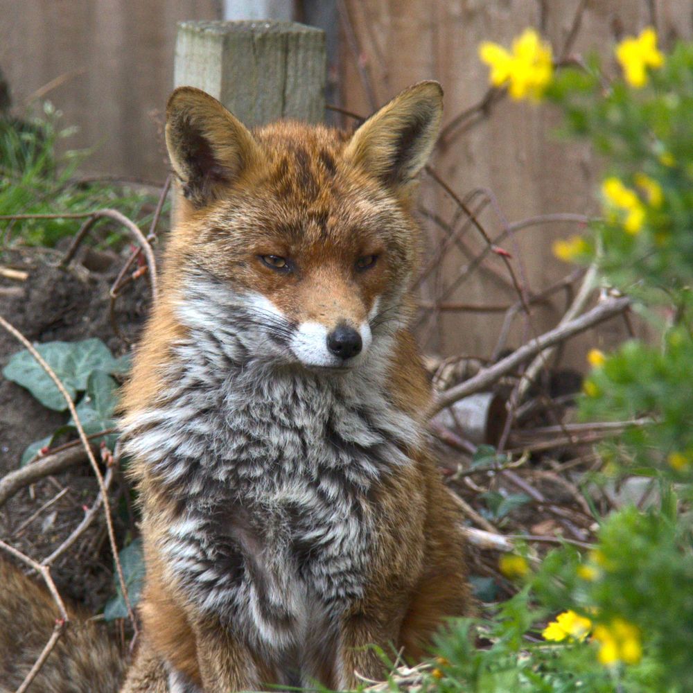 Fox, regarding Scorpion Vetch (Coronilla valentina)