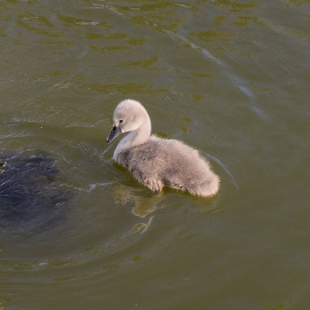 Cygnet