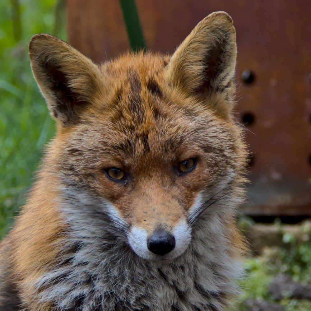 Portrait of a fox.