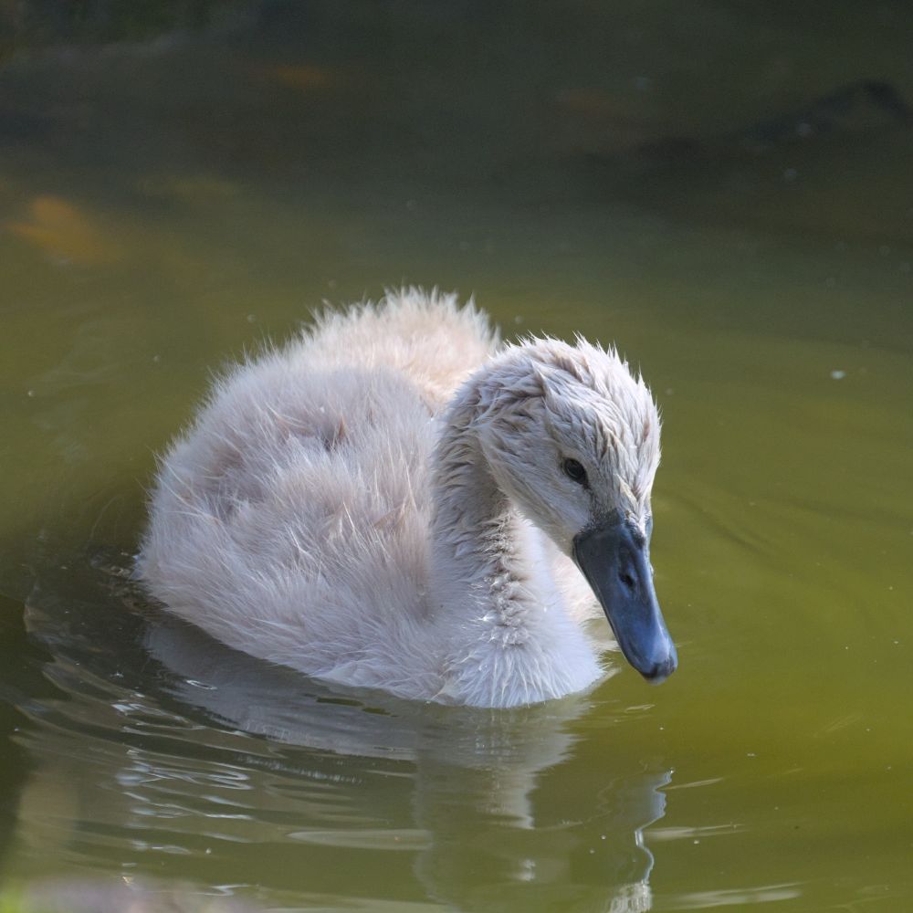Cygnet