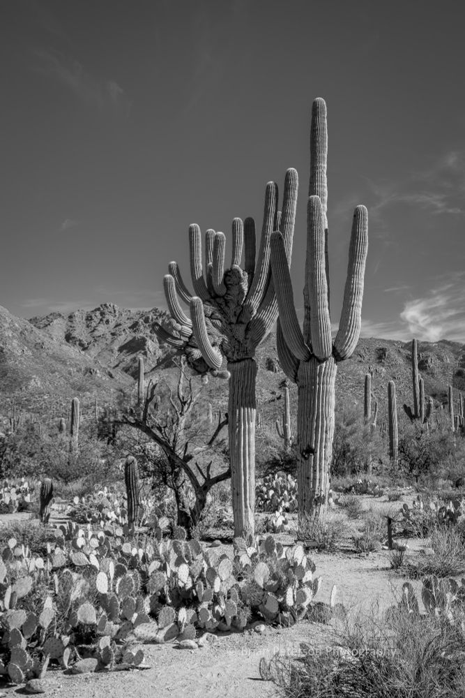 There's a curvy sandy path leading to the saguaros. The path is bordered by prickly pear cactus. The mountains in the background are framed by a dark sky.