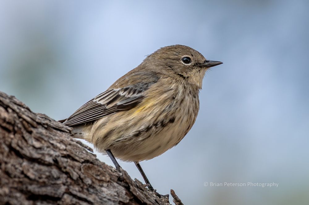 Little tan-like bird (with hints of yellow) and spindly black legs