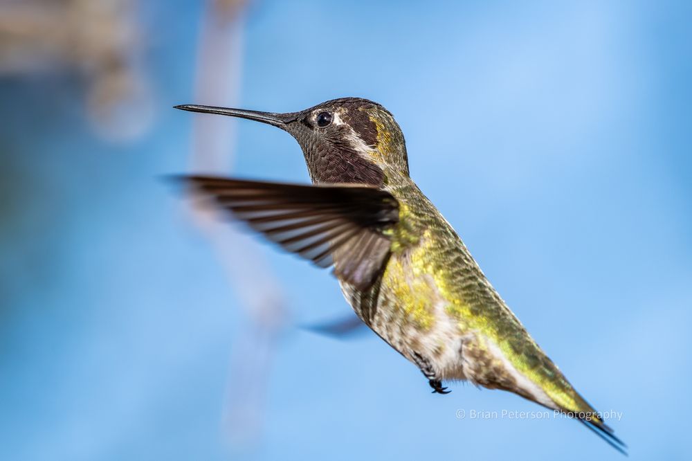 Tiny green and white bird with blackish throat and head.