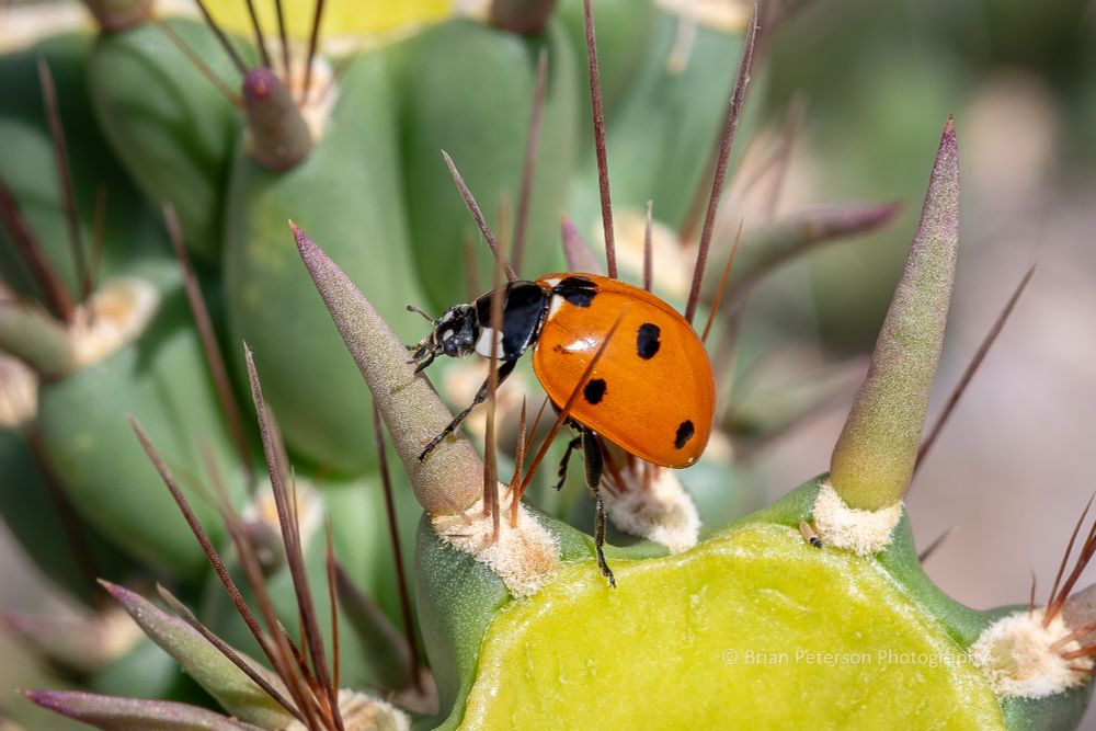 Typical ladybug of orange, black, with spots of black and a few white